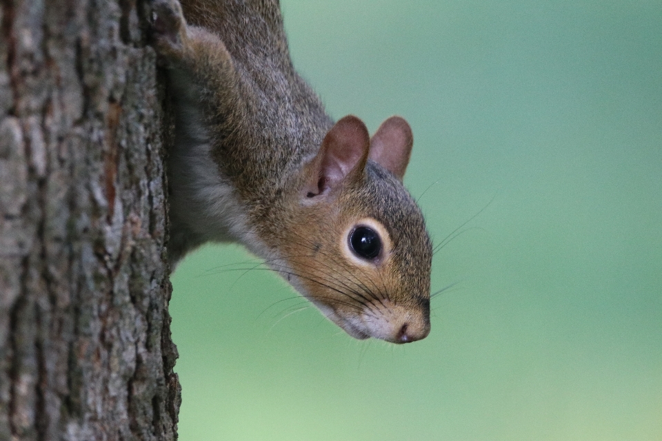 Nature wildlife squirrel tree