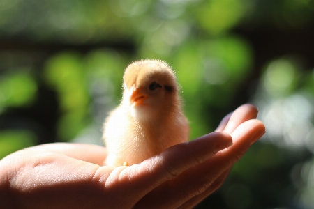 Foto Ayam fauna burung paruh