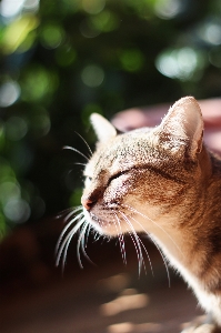 Katze miau
 tief schnurrhaare
 Foto