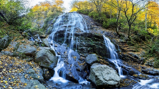 Autumn deciduous fall trees fauna Photo