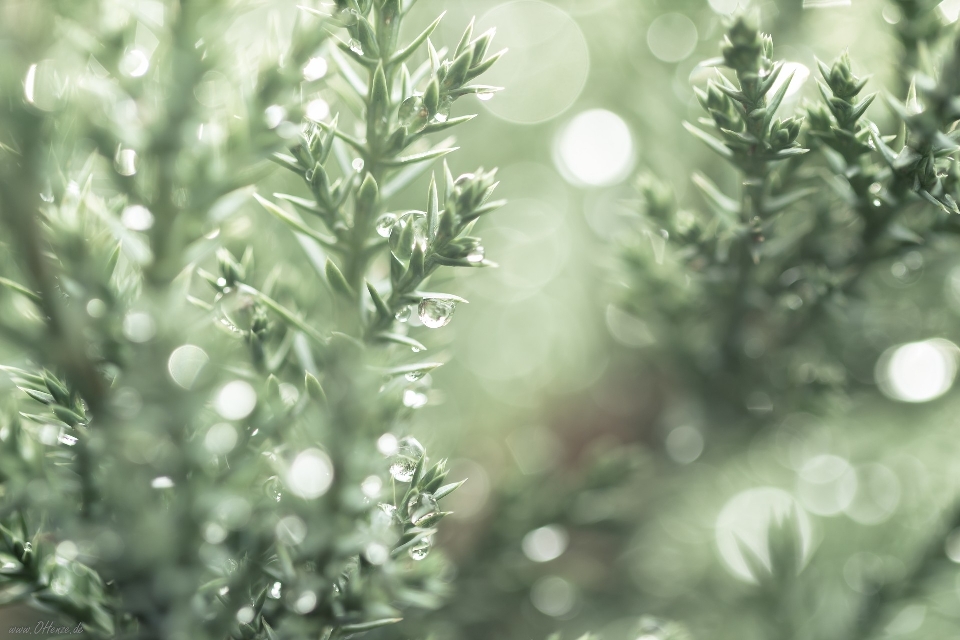 Calm green macro morning