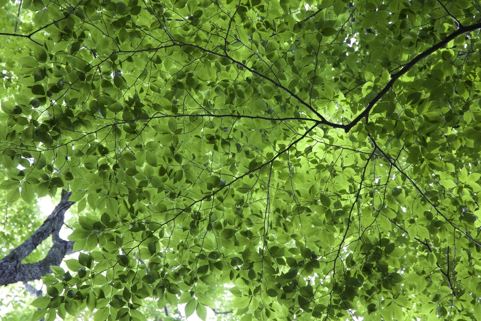 Green tree leaf vegetation