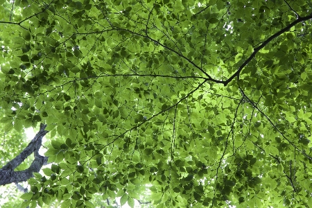 Green tree leaf vegetation Photo