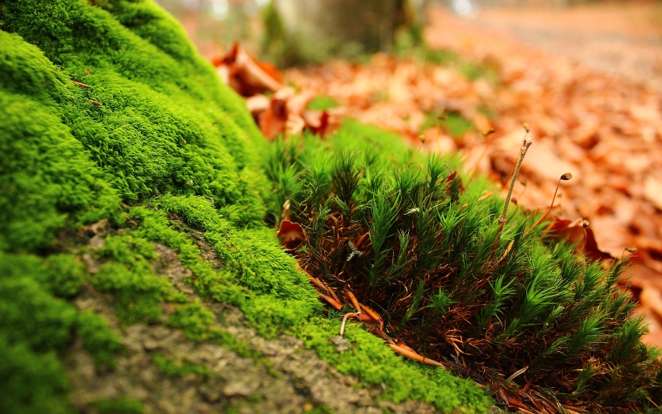 Green macro moss vegetation