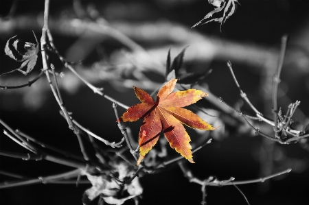 Black white flower abstract Photo