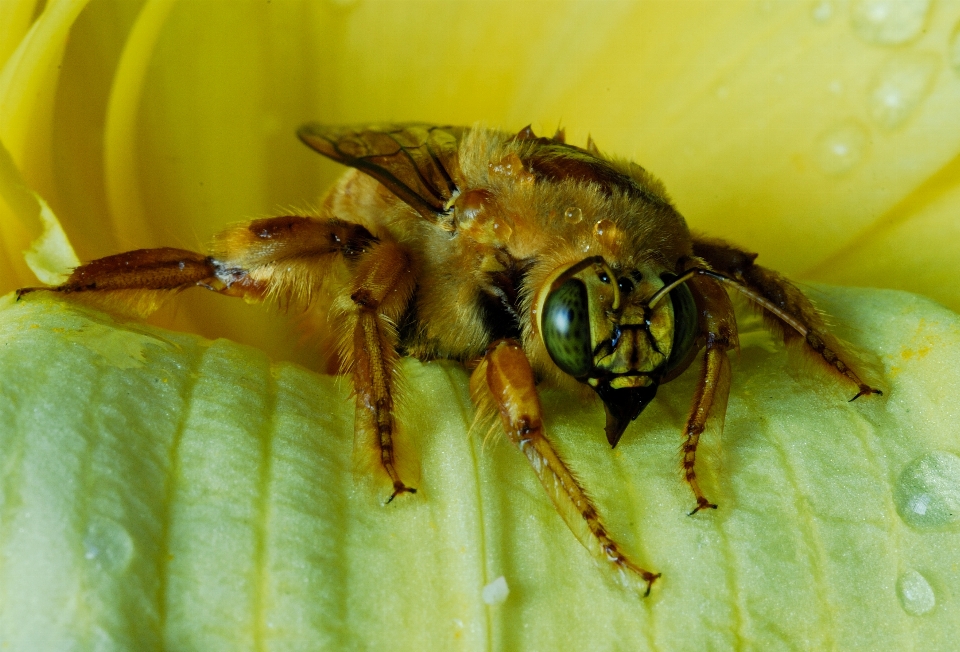 Yellow flower insect bee