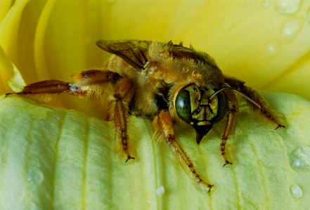 Yellow flower insect bee Photo