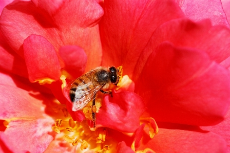 Red bee flower honey Photo