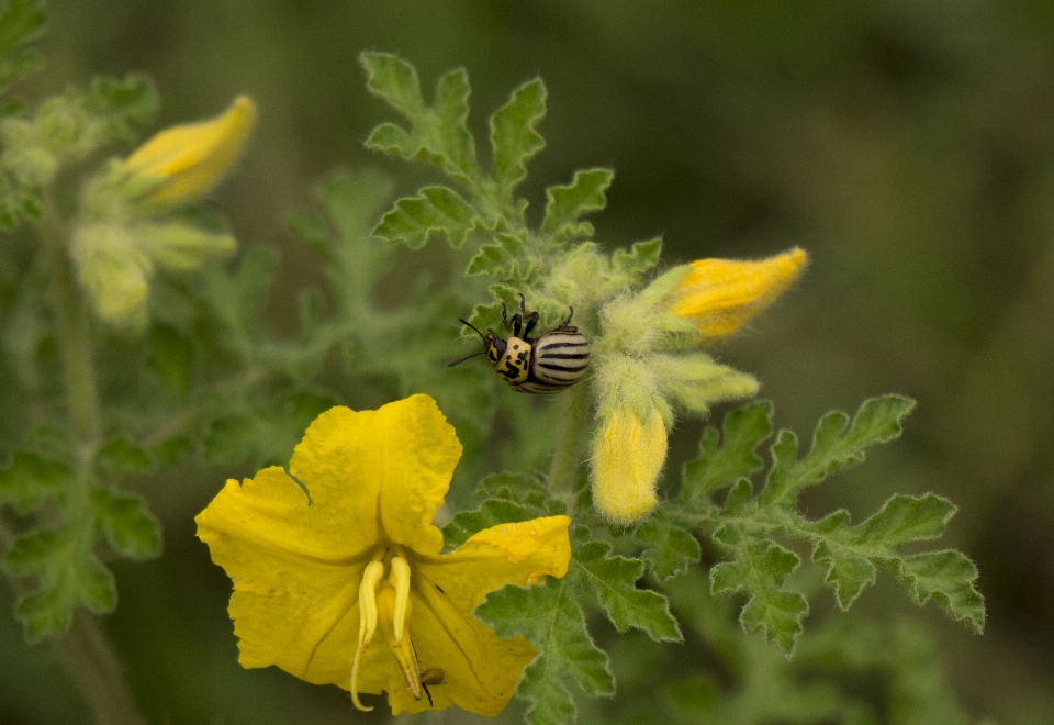 Coccinelle fleur nature usine