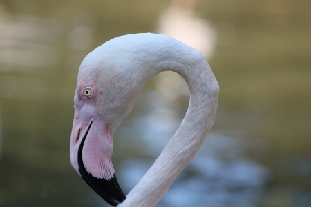 Pelican bird beak fauna Photo