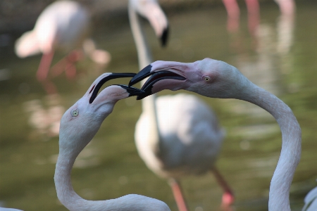 Pelican bird flamingo beak Photo