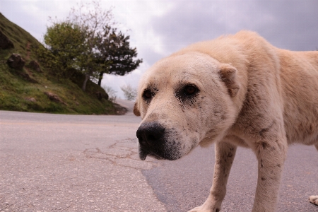 Foto Anjing ras anjing
 kelompok moncong
