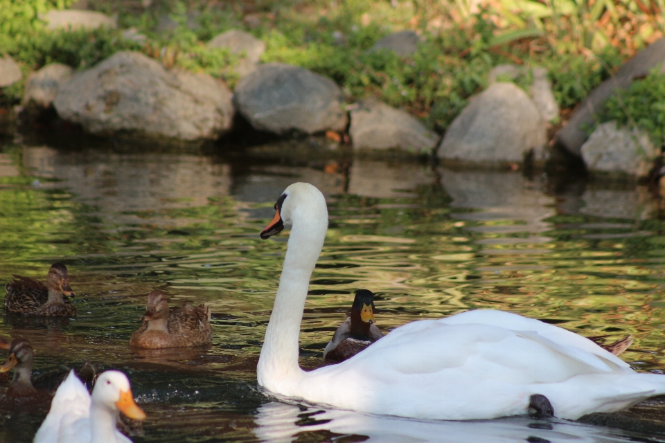 Pelicano pássaro cisne água