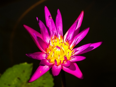 Foto Mekar biru botani terang