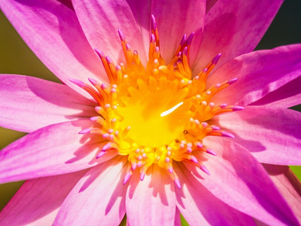 花 青 植物の 明るい