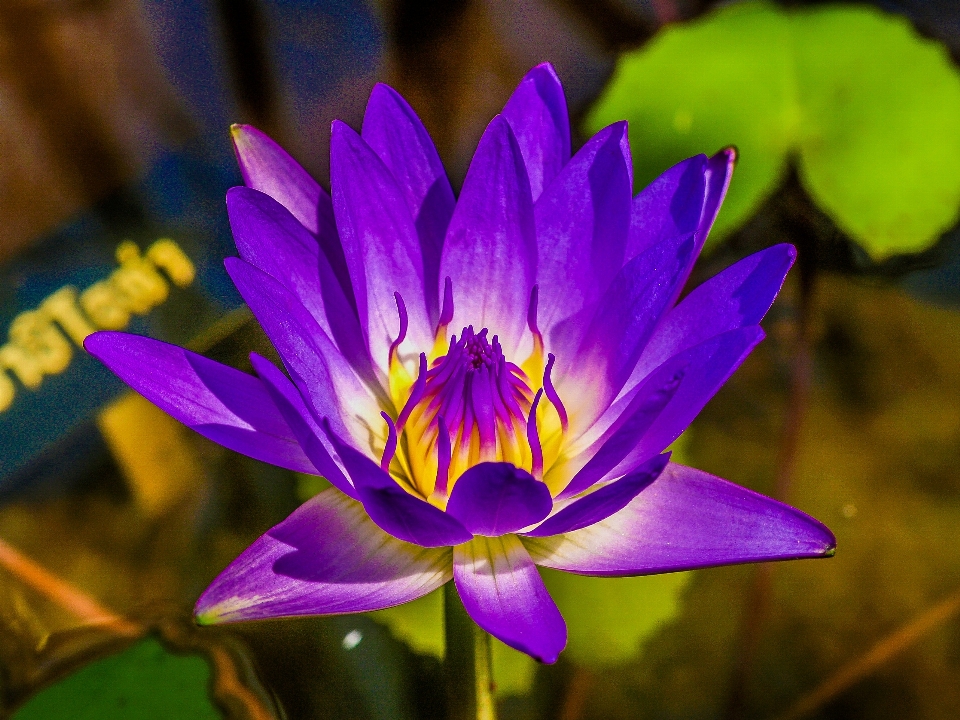 花 青 植物の 明るい