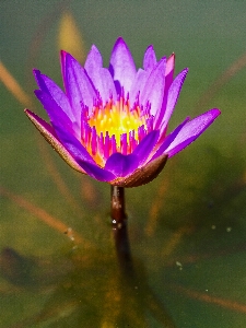 Foto Mekar biru botani terang