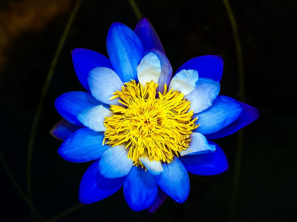 Mekar biru botani terang