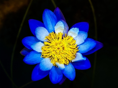 Photo Fleurir bleu botanique brillant