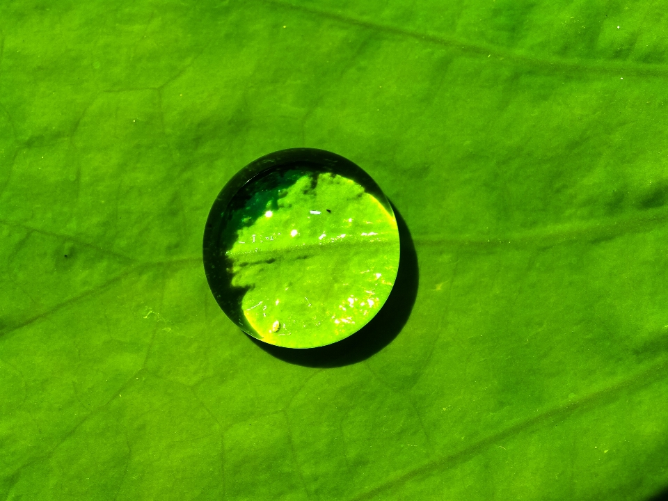 Leaf green water macro photography