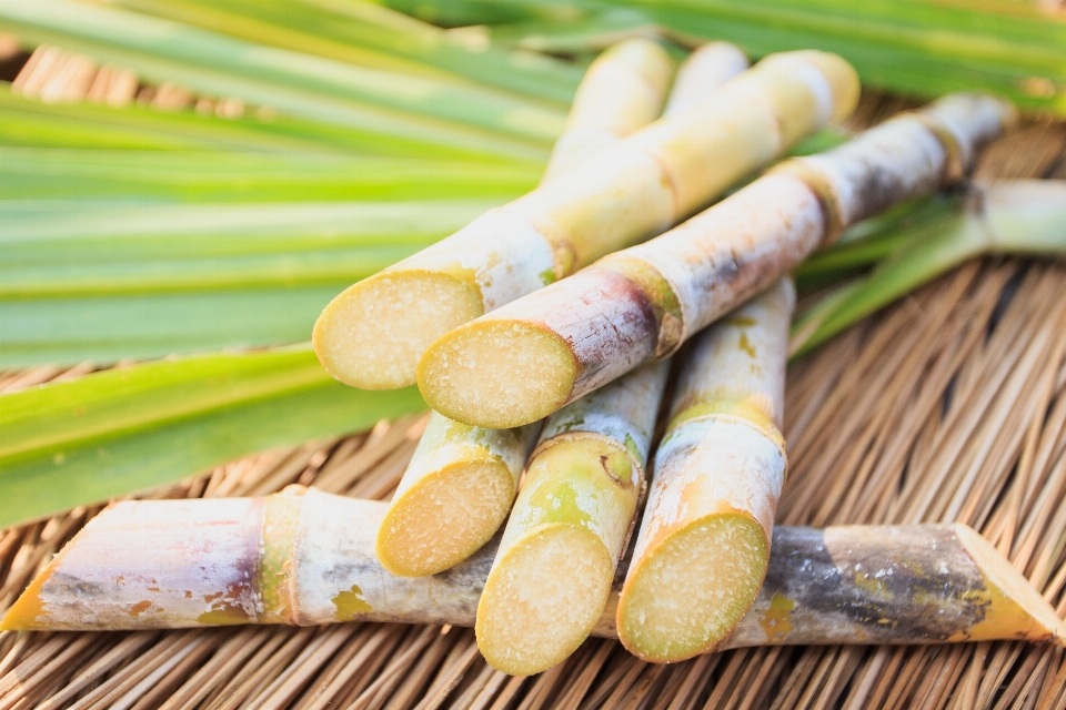 Sugar cane fruit stem