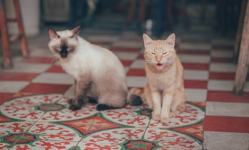 Foto Kucing peliharaan hewan berukuran kecil hingga sedang
