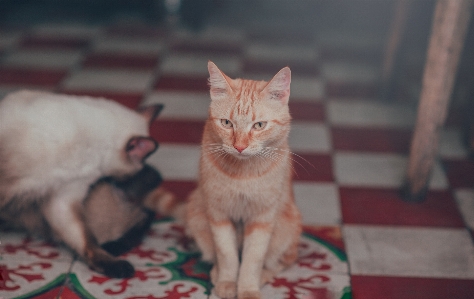 Foto Kucing peliharaan hewan berukuran kecil hingga sedang
