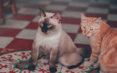 Foto Kucing peliharaan hewan berukuran kecil hingga sedang
