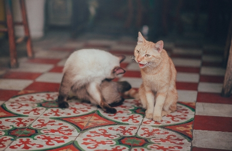 Фото кот домашний питомец животные маленькие и средние кошки
