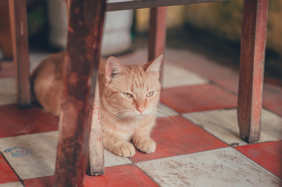 Gatto animale domestico mammifero gatti di piccola e media taglia
