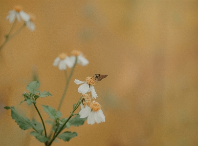 Foto Natureza flor pássaro fauna