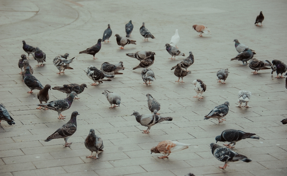 鳥 動物 fauna ハトと鳩
