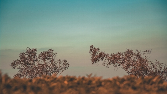 Nature plant tree leaf Photo