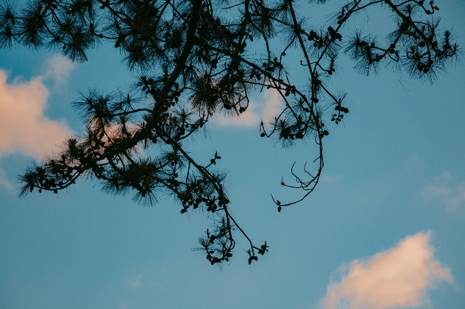 Natura pianta albero foglia