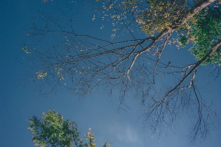 Foto Alam tanaman pohon langit