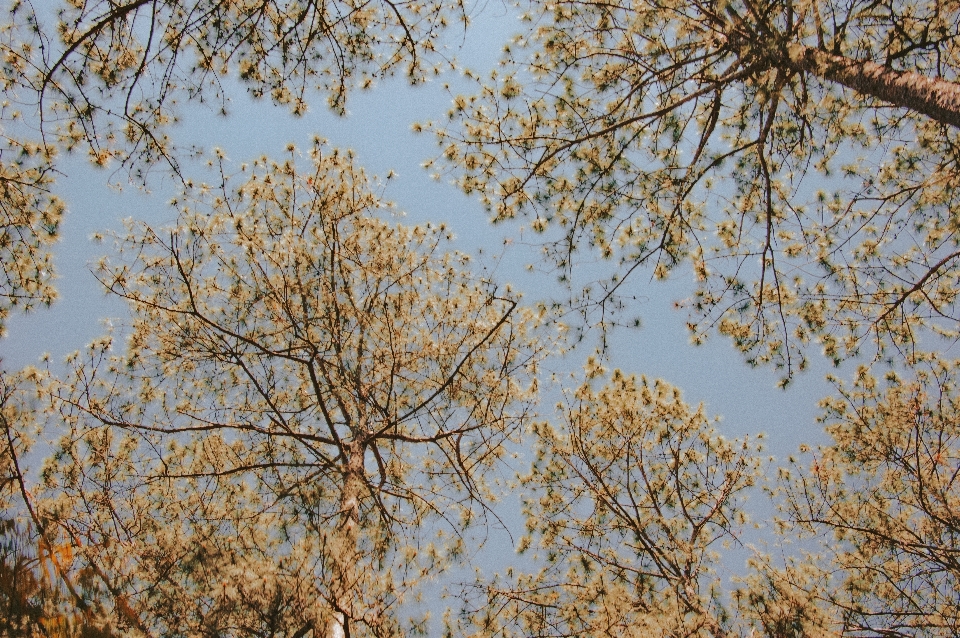 Nature plant tree sky