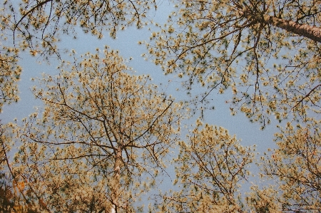 自然 植物 木 空 写真