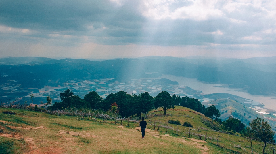 Alam tanaman pohon langit