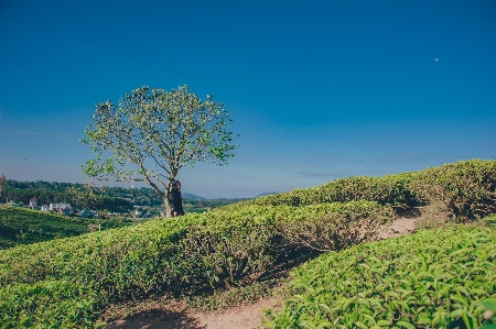 自然 植物 木 空 写真