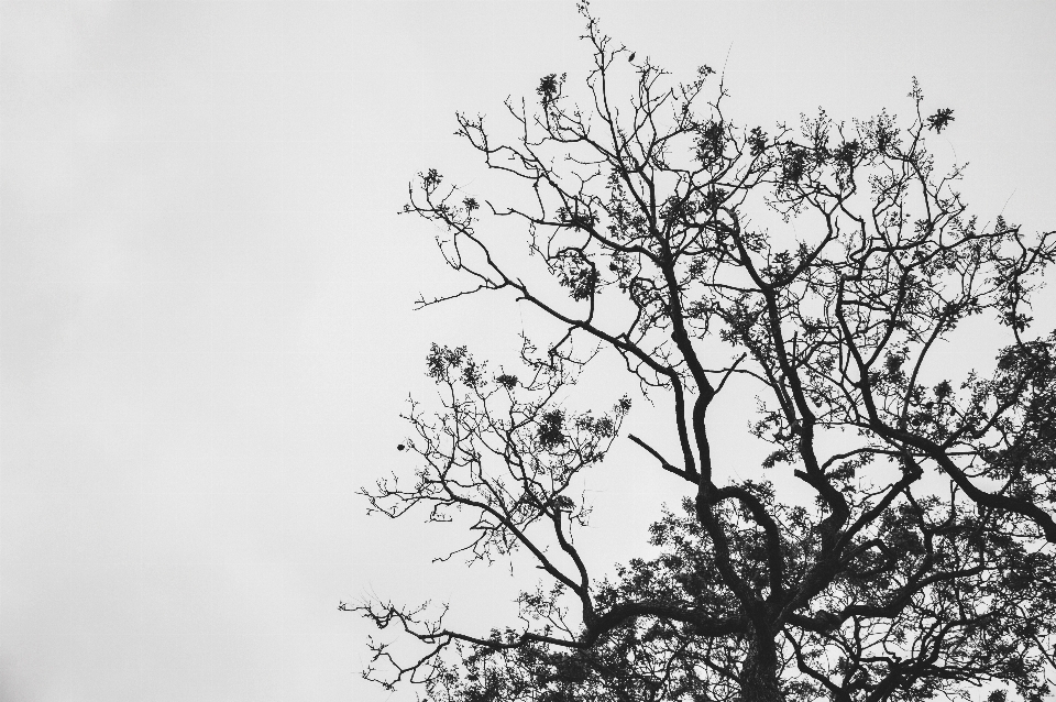 Natura pianta albero cielo