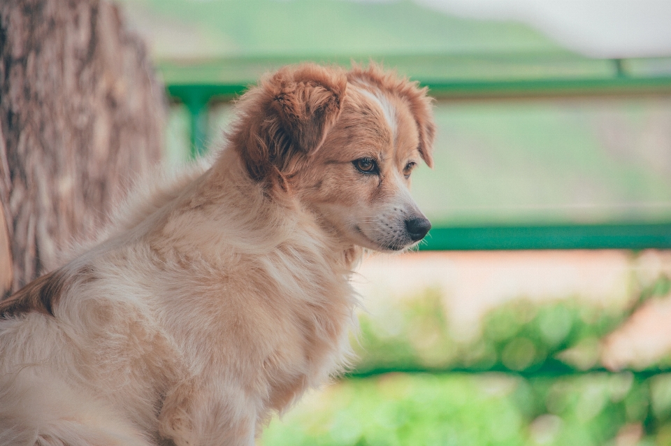 Anjing hijau
 ras anjing
 seperti mamalia
