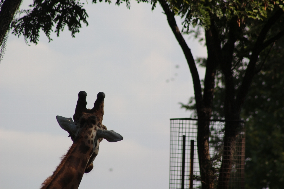 Giraffe zoo animal tree