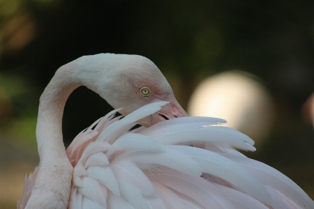 Pelican zoo bird beak Photo