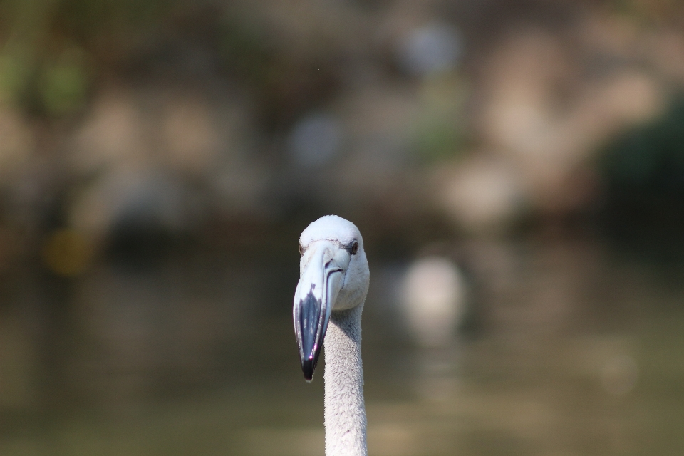 Pelican head zoo bird