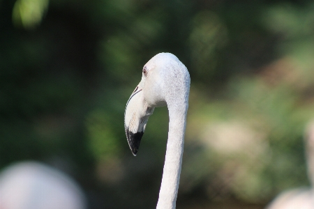 Pelican head zoo bird Photo