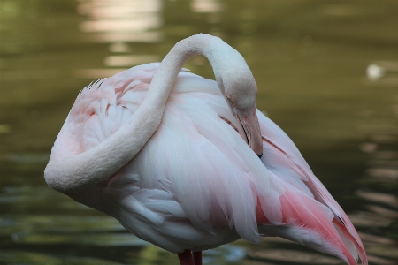 Pelican zoo animal pink Photo