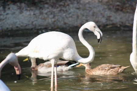 Pelican zoo pink animal Photo