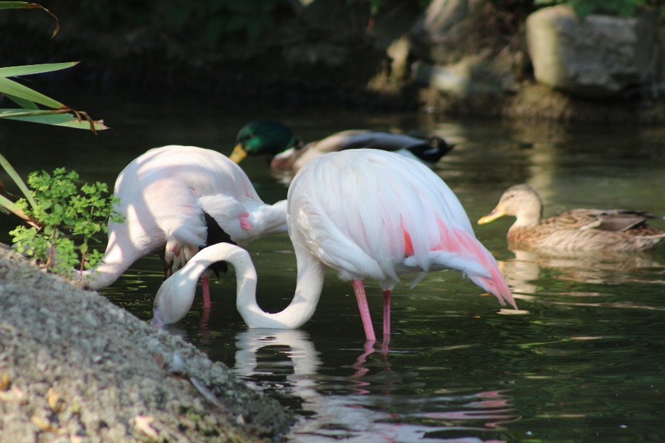 ペリカン ピンク 動物園 動物