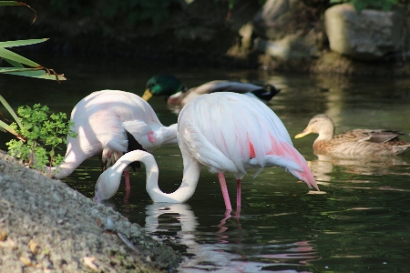 Pelican pink zoo animal Photo