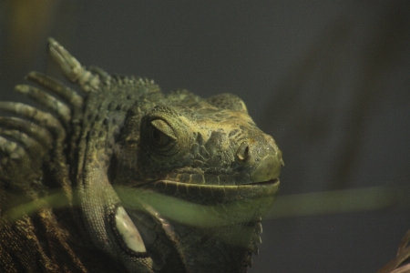 Foto Bunglon
 kebun binatang reptil hijau